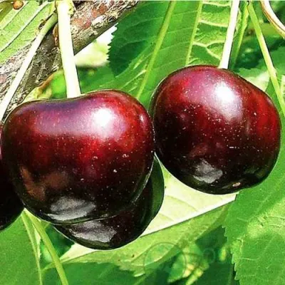 Черешня САММИТ в Самаре
