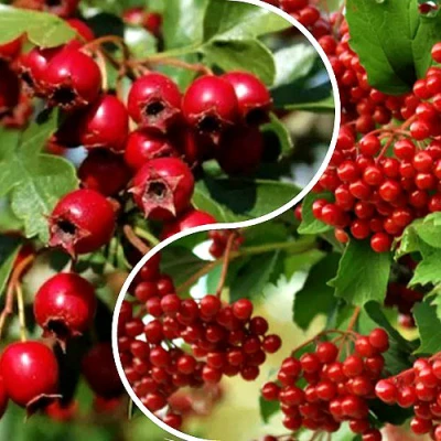 Комплект БУДЬ ЗДОРОВ в Самаре