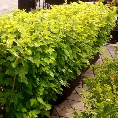 Комплект АНГЕЛ ГОЛД в Самаре