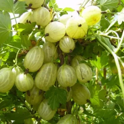 Крыжовник ИНВИКТА в Самаре