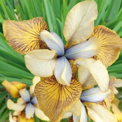 Ирис ФЛАЙИНГ ФИДДЛЗ сибирский в Самаре