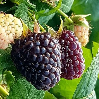 Малина БЛЭК ПОЛЬКА (ХЕБАН) в Самаре