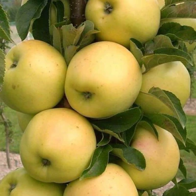 Яблоня МЕДОК колонновидная в Самаре