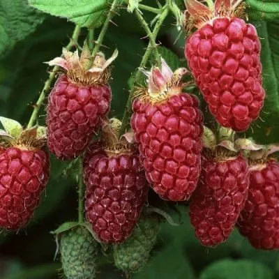 Малина РУБИНОВОЕ ОЖЕРЕЛЬЕ в Самаре