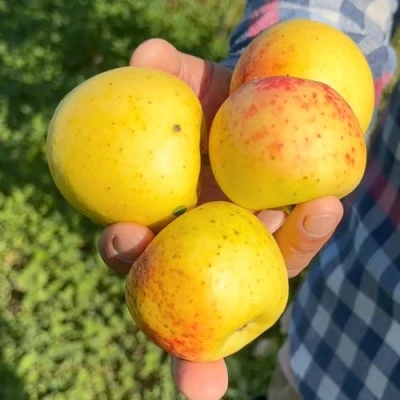Яблоня КОРИЧНОЕ АНАНАСНОЕ в Самаре