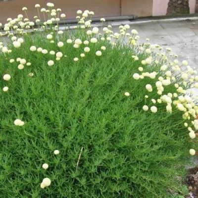 Сантолина зеленеющая в Самаре