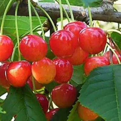 Черешня ДОНЧАНКА в Самаре