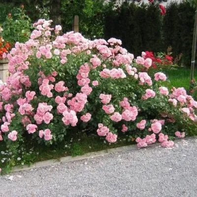 Роза БОНИКА флорибунда в Самаре