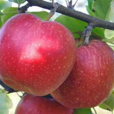 Яблоня АПОРТ в Самаре