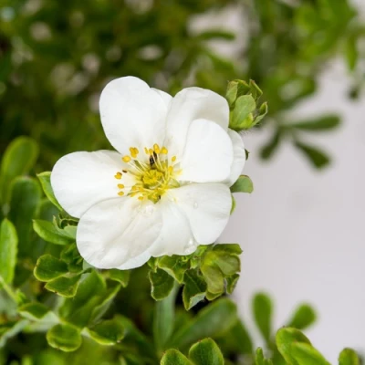 Лапчатка СНОУБЕРД кустарниковая в Самаре