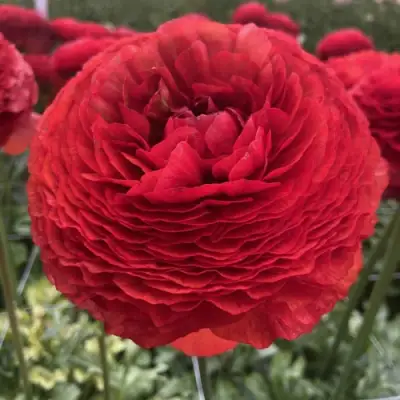 Ранункулюс ГЕТ ЛАКИ романс в Самаре