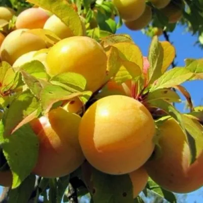 Слива МЕДОВАЯ ЖЁЛТАЯ в Самаре