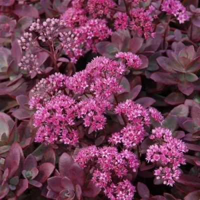 Очиток (седум) САНСПАРКЛЕР ФАЙЕРКРЕКЕР в Самаре