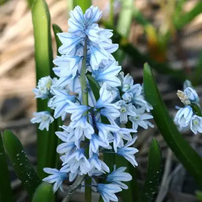 Пушкиния ЛИВАНСКАЯ в Самаре