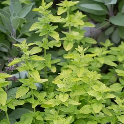 Душица ТАМБЛС ВАРИЕТИ обыкновенная в Самаре