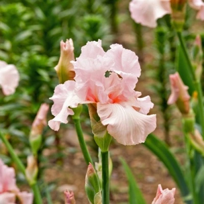 Ирис ПИНК ХОРАЙЗОН бородатый в Самаре