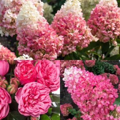 Комплект МАЛИНОВЫЙ ДЕСЕРТ в Самаре