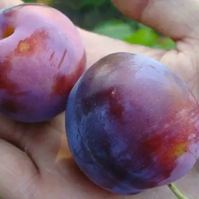 Слива РЕНКЛОД в Самаре