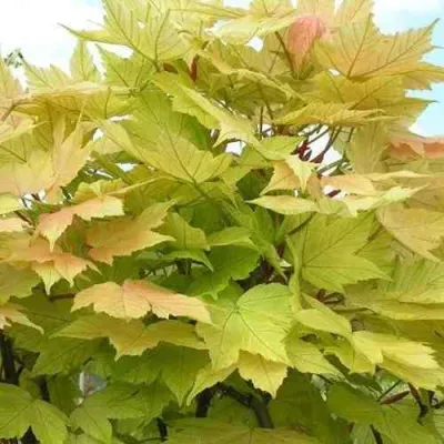 Клен ложноплатановый в Самаре