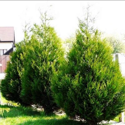Туя АТРОВИРЕНС складчатая в Самаре
