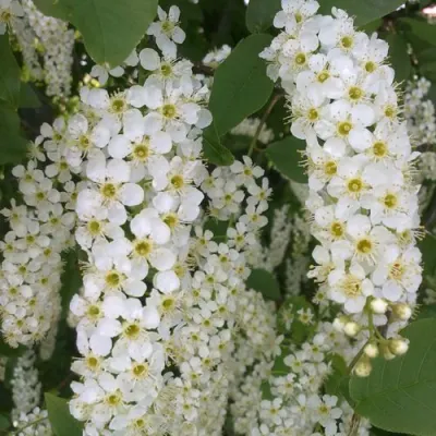 Черемуха САМОПЛОДНАЯ в Самаре