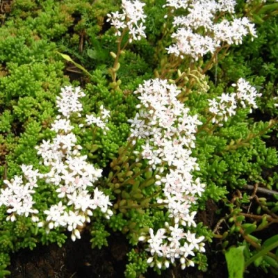 Очиток (седум) ХЛОРОТИКУМ белый в Самаре