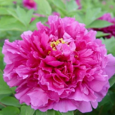 Пион ЛИЛОВАЯ ФАНТАЗИЯ древовидный в Самаре