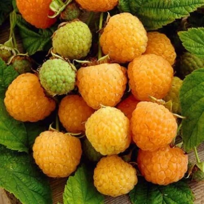 Саженцы малины Жёлтый гигант