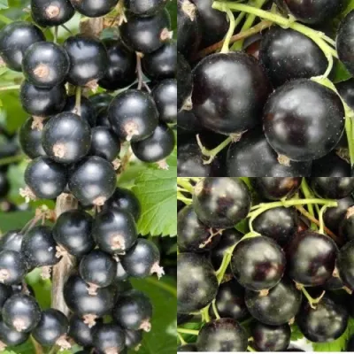 Комплект ЧЕРНАЯ СИЛА в Самаре