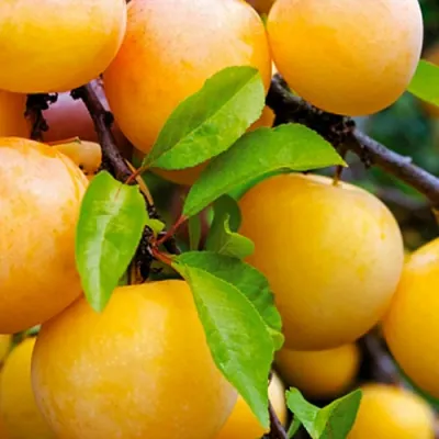 Слива МЕДОВАЯ ЖЁЛТАЯ в Самаре