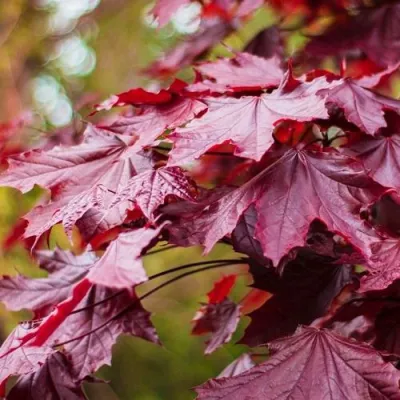 Клен РОЯЛ РЕД остролистный в Самаре