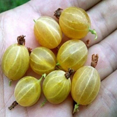 Крыжовник ЯРОВОЙ в Самаре