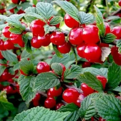 Вишня ВОСТОРГ войлочная в Самаре