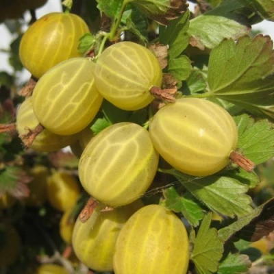 Крыжовник ЯРОВОЙ в Самаре