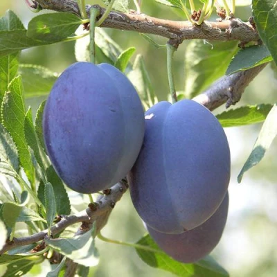 Слива СТЭНЛИ в Самаре