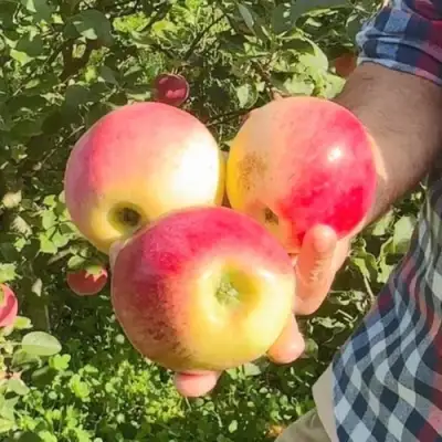 Яблоня КУЛИКОВСКОЕ в Самаре