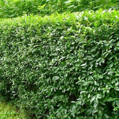 Бирючина обыкновенная в Самаре