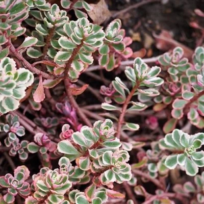 Очиток (седум) ТРИКОЛОР ложный в Самаре