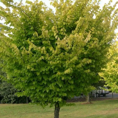 Вяз обыкновенный в Самаре