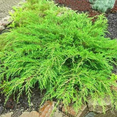 Микробиота ЯКОБСЕН перекрестнопарная в Самаре