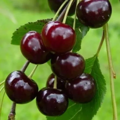 Вишня ЛАСУХА в Самаре