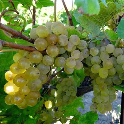 Виноград КРИСТАЛЛ в Самаре