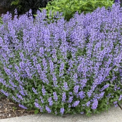 Котовник СИКС ХИЛЛС ГИАНТ в Самаре