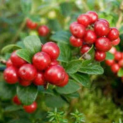 Брусника садовая РУНО БЕЛЯВСКИ в Самаре