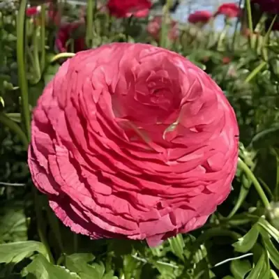 Ранункулюс МЕРКУРИ романс в Самаре