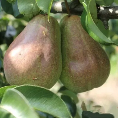 Груша БРЯНСКАЯ КРАСАВИЦА в Самаре