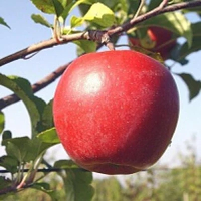 Яблоня ЛИГОЛ в Самаре