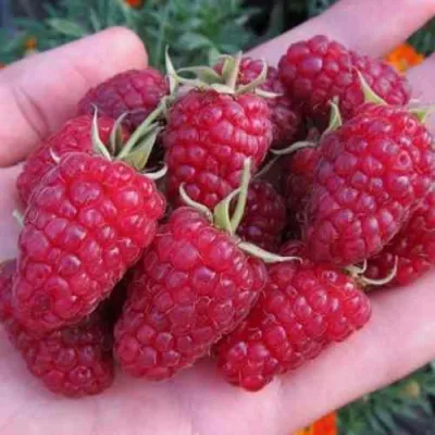 Малина МОСКОВСКИЙ ВЕЛИКАН в Самаре