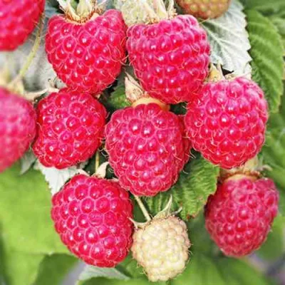 Малина ОКТАВИЯ в Самаре