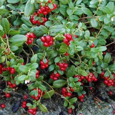 Брусника ЭРТЕЗЕГЕН в Самаре